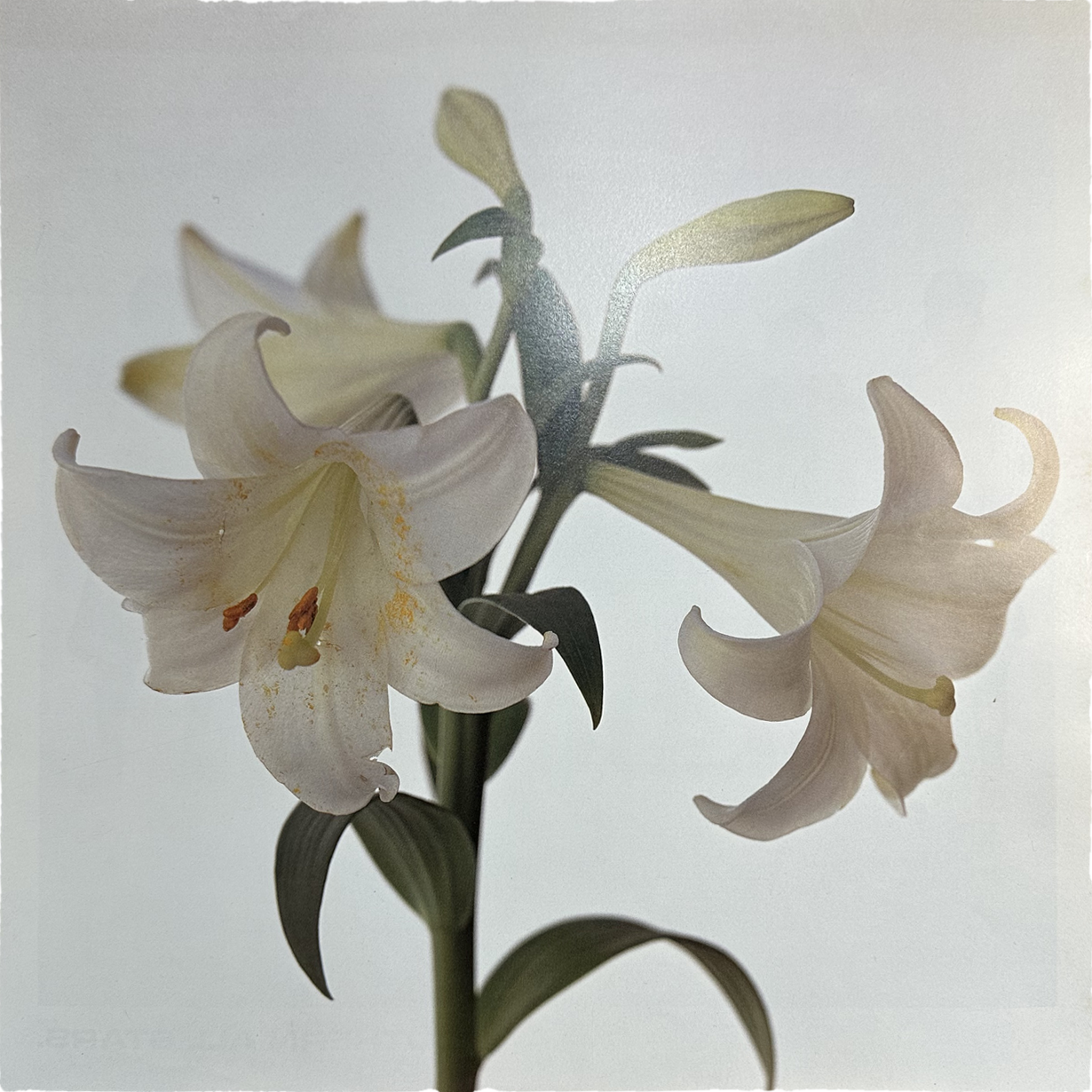 Southern All Stars — 綺麗 = Kirei 8
